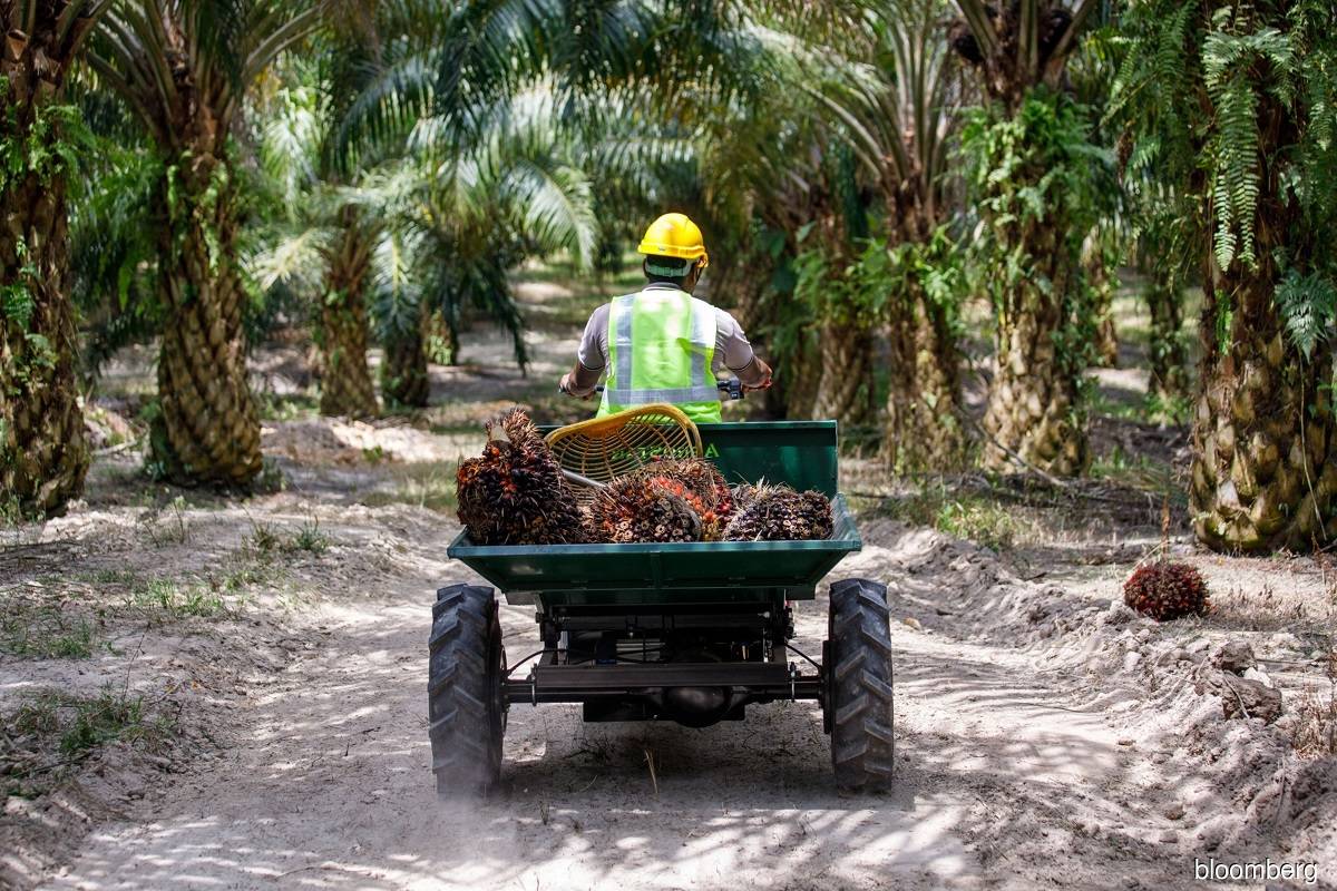 Indonesia S Palm Oil Exports Down